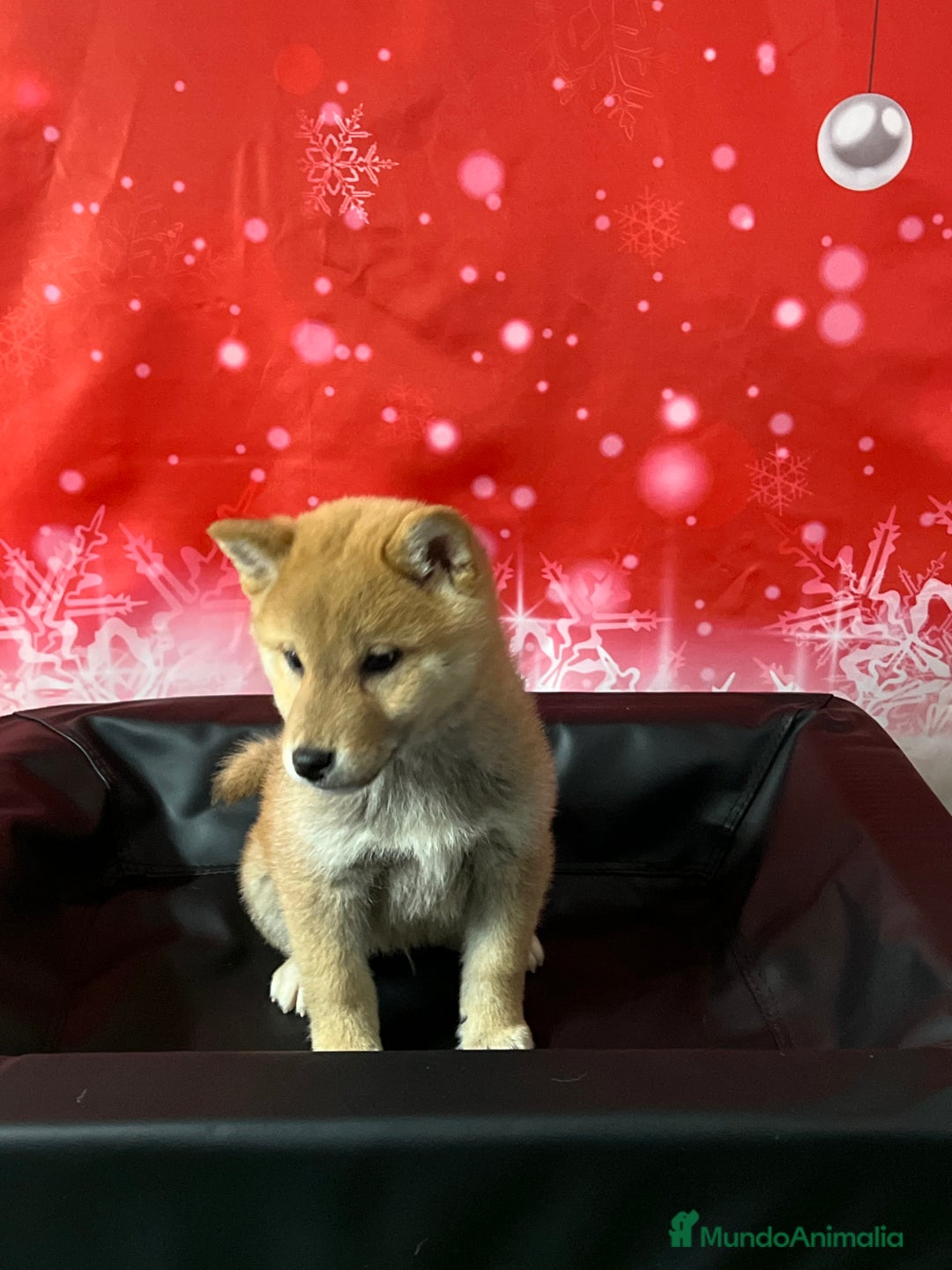 Shiba Inu perros en venta: SHIBA cachorros calidad  - Anuncio 4