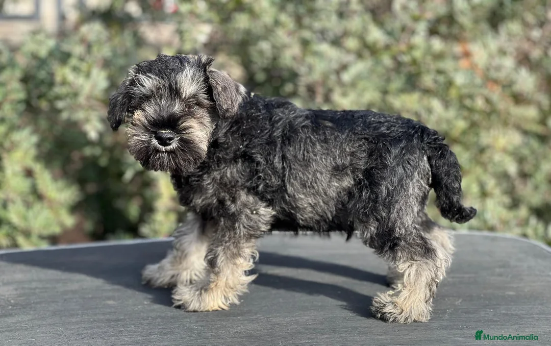 Schnauzer Miniatura perros en venta: SCHNAUZER MINIATURA SAL Y PIMIENTA en Barcelona - Anuncio 2