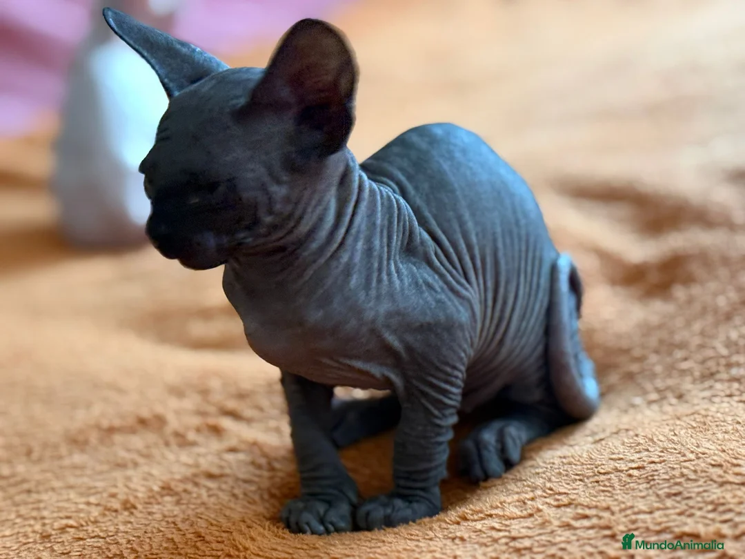 Sphynx gatos en venta: Gatita sphynx color negro! - Anuncio 3