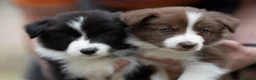 Border Collie perros en venta: Bordercollie de CAN CLARENS  en Barcelona - Anuncio 3