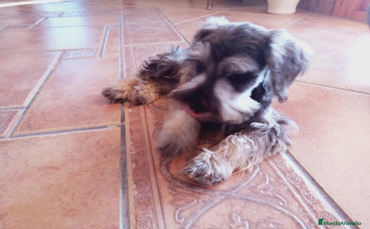 Schnauzer Miniatura perros Cachorro schnauzer macho  - Anuncio 1