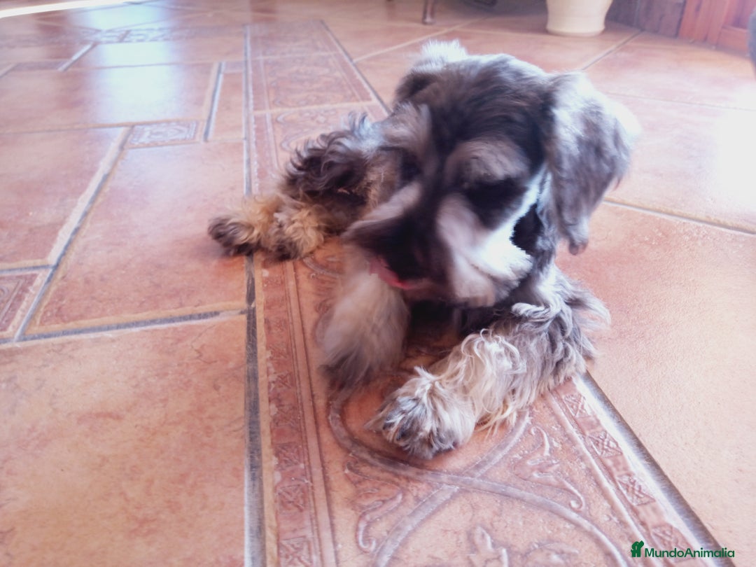 Schnauzer Miniatura perros en venta: Hembrita de Schnauzer negro/plata  - Anuncio 1