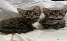 Bengalí gatos en venta: Camada de gatos bengalíes  - Imagen 1