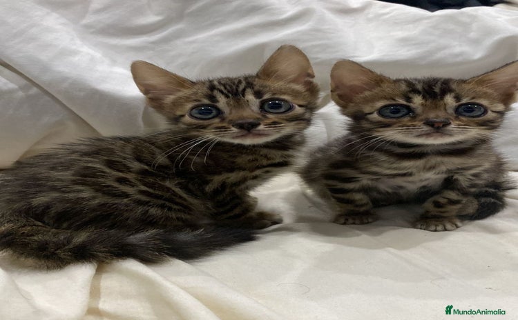 Bengalí gatos - Anuncio 2