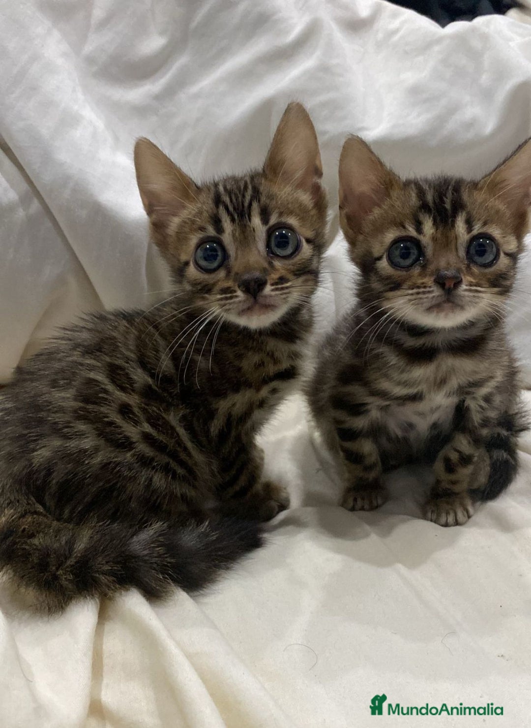 Bengalí gatos en venta: Camada de gatos bengalíes  - Imagen 1
