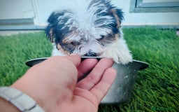 Raza Mixta perros en venta: Espectacular Cachorra malvi - Imagen 7