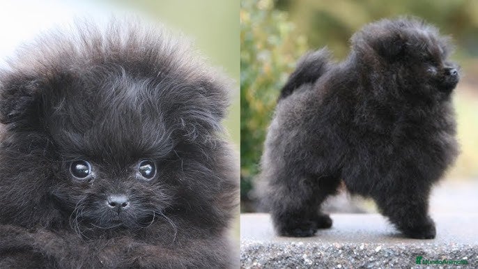 Pomerania perros POMERANIA SUPER MINI AUTENTICOS - Anuncio 1