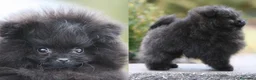 Pomerania perros en venta: POMERANIA SUPER MINI AUTENTICOS - Anuncio 1