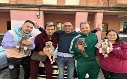 American Staffordshire-Terrier perros en venta: American Stanford (transparencia) - Anuncio 27