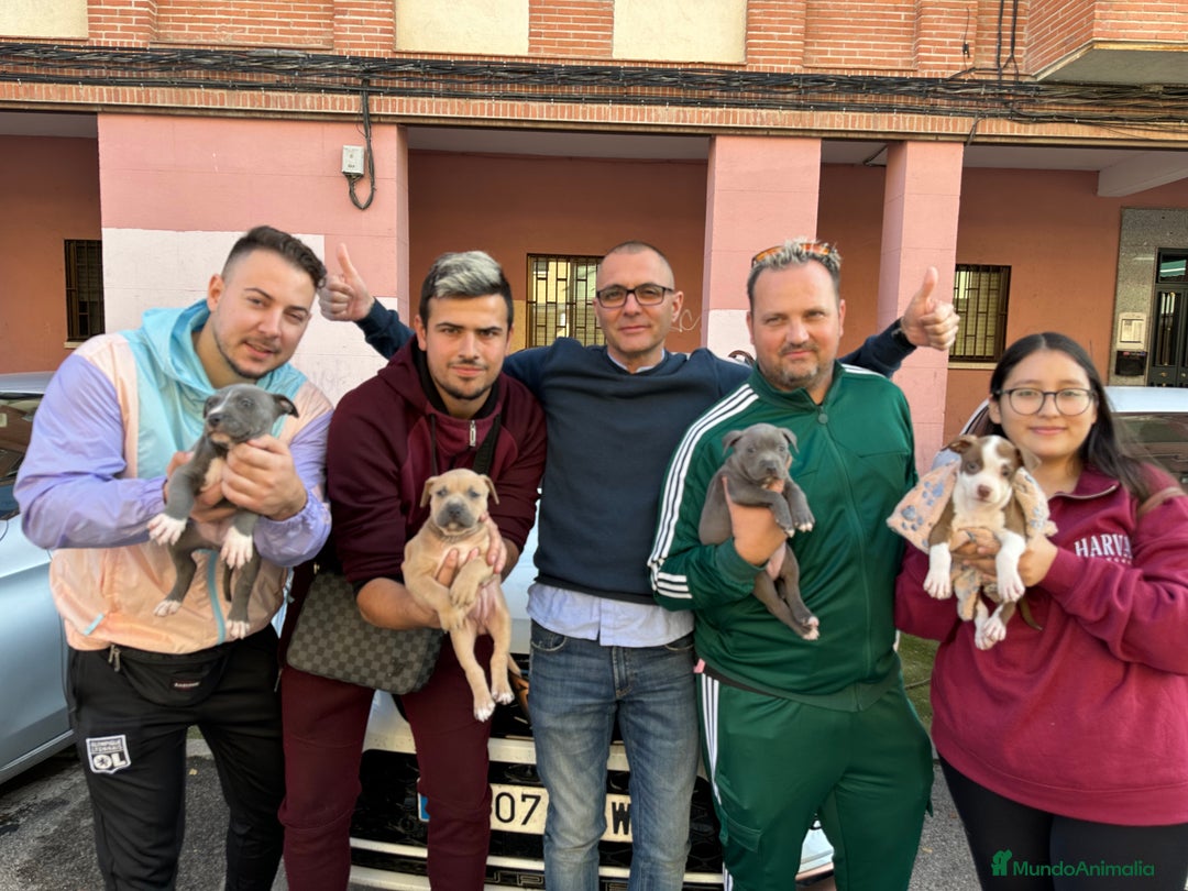 American Staffordshire-Terrier perros en venta: American Stanford (transparencia) - Anuncio 27