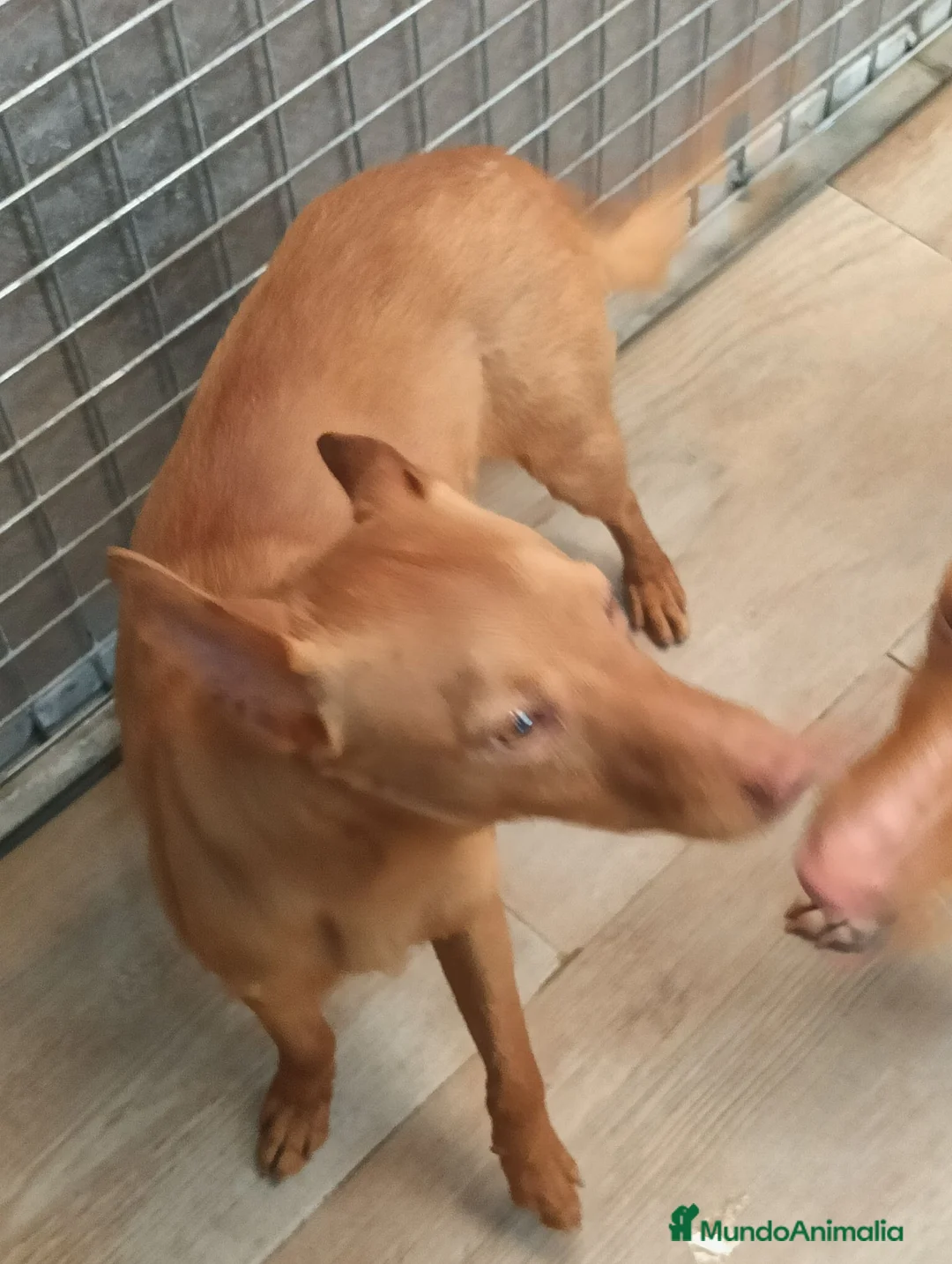 Podenco Andaluz perros en venta: Podenco andaluz  - Anuncio 3