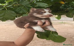 Husky Siberiano perros en venta: Husky  - Imagen 4