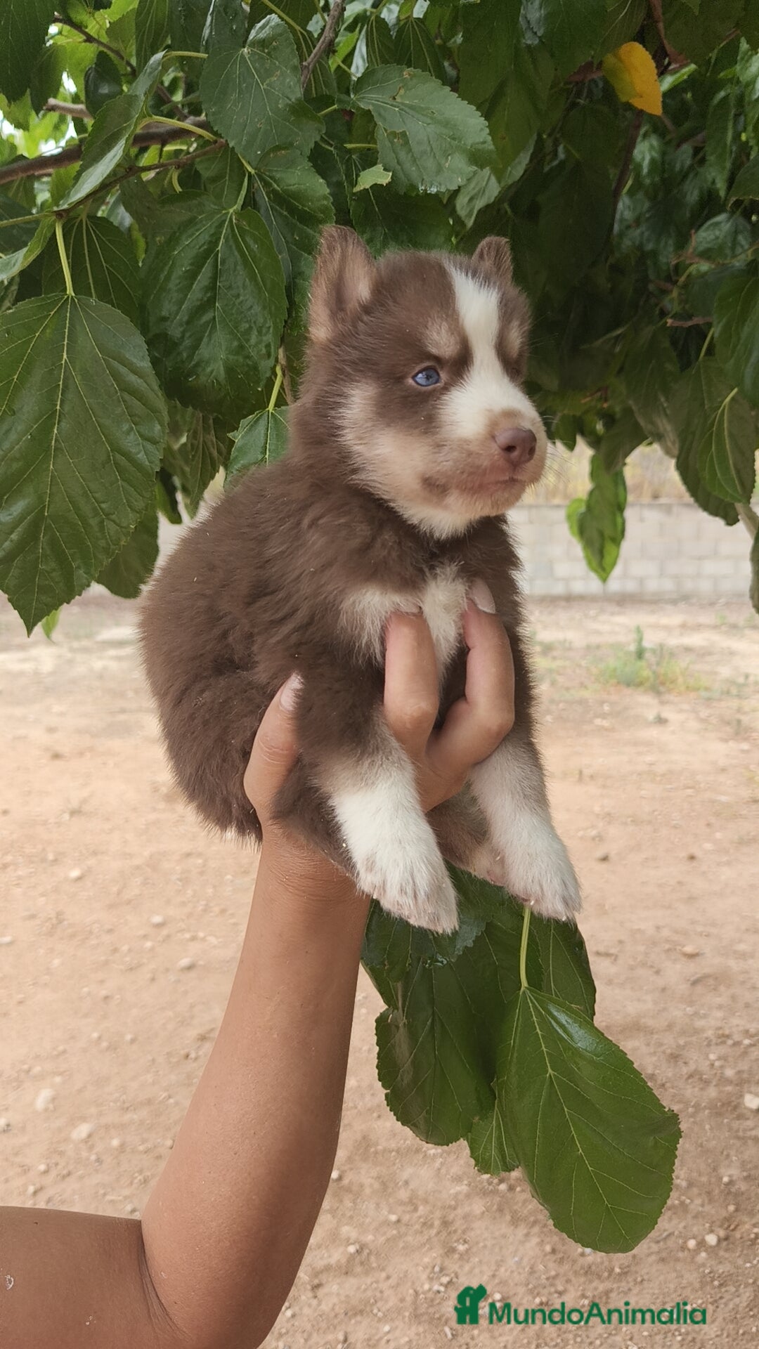 Husky Siberiano perros en venta: Husky  - Imagen 4
