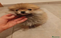 Pomerania perros en venta: Último hembra pomerania toy - Imagen 2