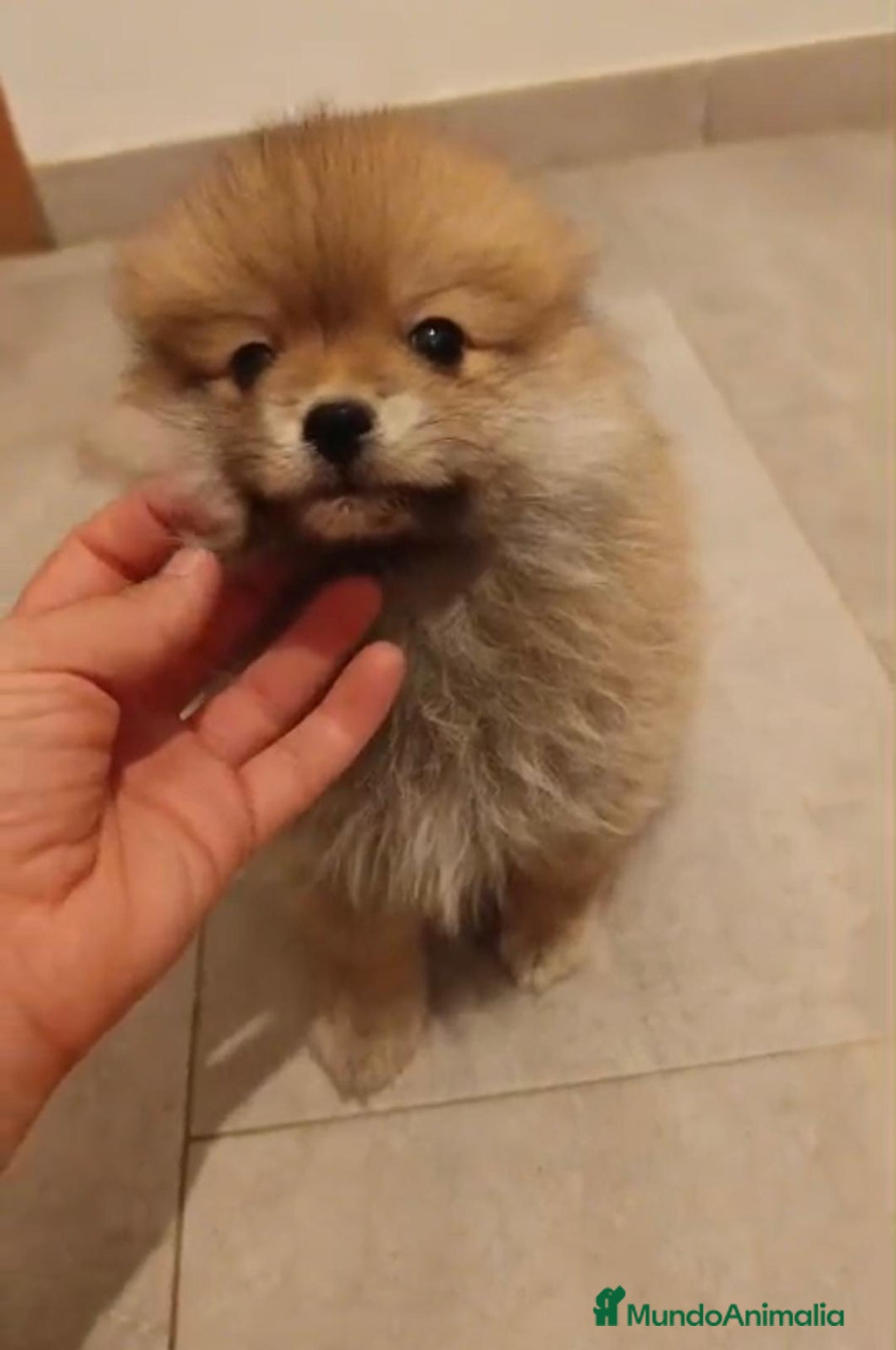 Pomerania perros en venta: Último hembra pomerania toy - Imagen 2