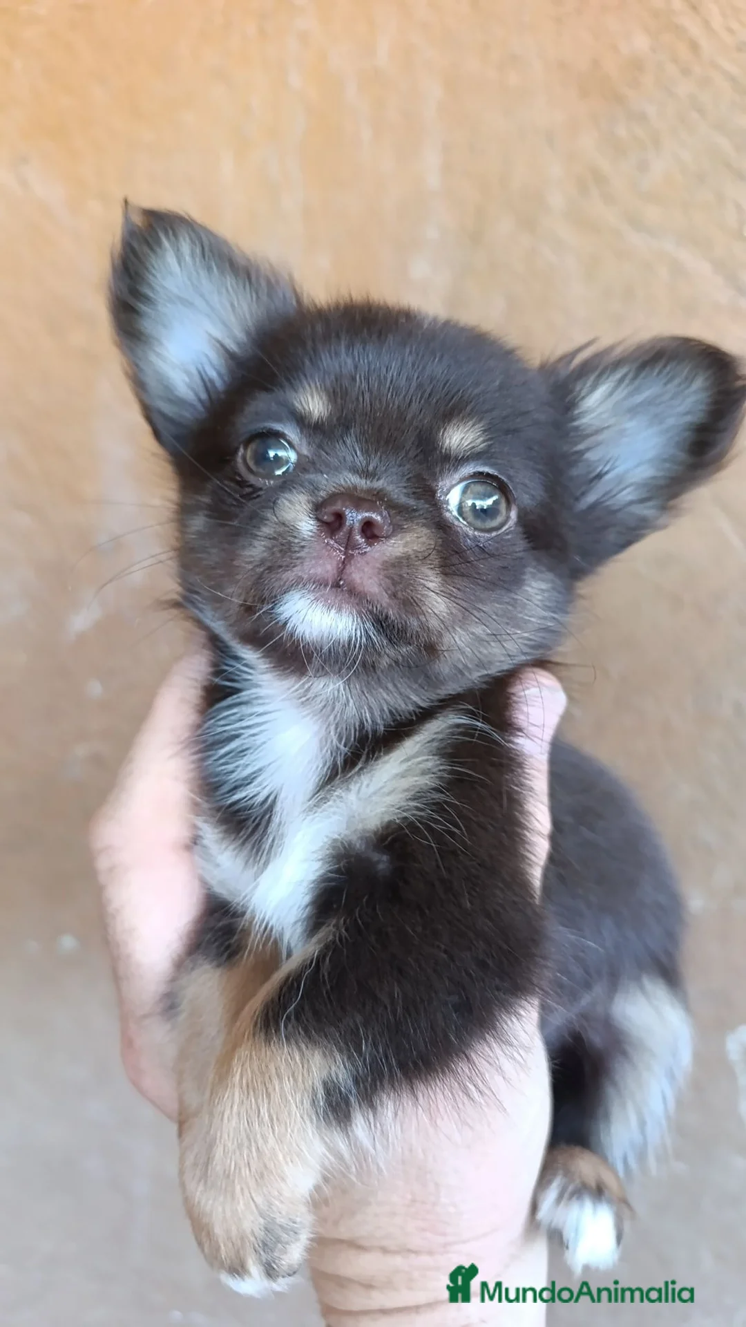 Chihuahua perros en venta: chihuahua toy - Anuncio 2