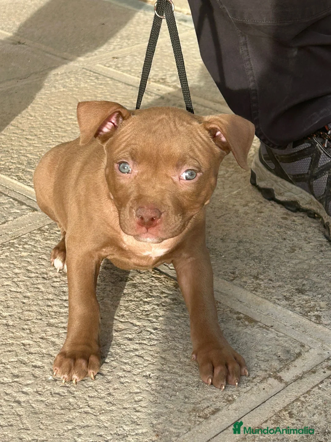 American Pit Bull Terrier perros en venta: Pitbull  - Anuncio 2