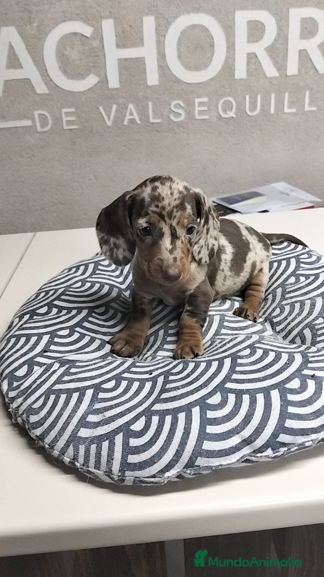 Teckel perros Teckel Arlequin  - Anuncio 12