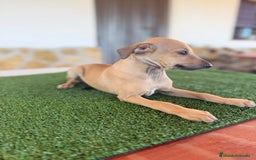 Pequeño Lebrel Italiano perros en venta: Galgo italiano piccolo - Imagen 5
