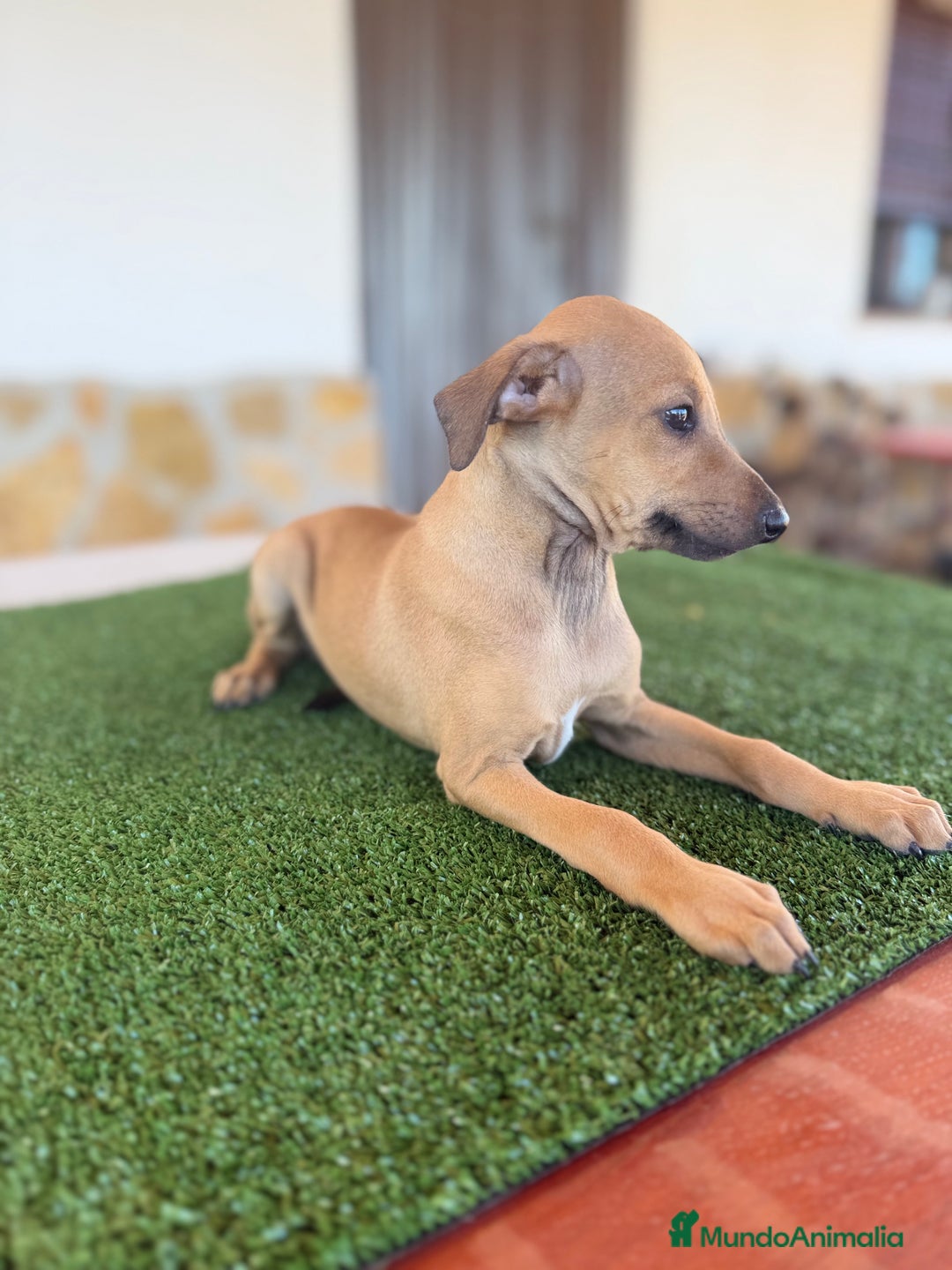 Pequeño Lebrel Italiano perros en venta: Galgo italiano piccolo - Imagen 5