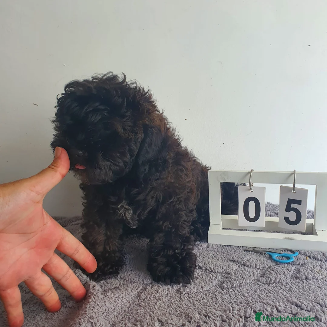 Maltipoo perros en venta: Maltipoo mini  - Anuncio 5
