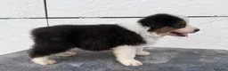 Pastor Australiano perros en venta:  Bahia de Txingudi Pastor Australiano  - Anuncio 19