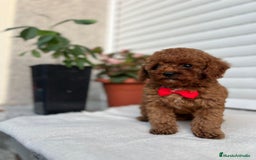 Caniche Toy perros en venta: Caniche toy linea asiática!!! - Imagen 2