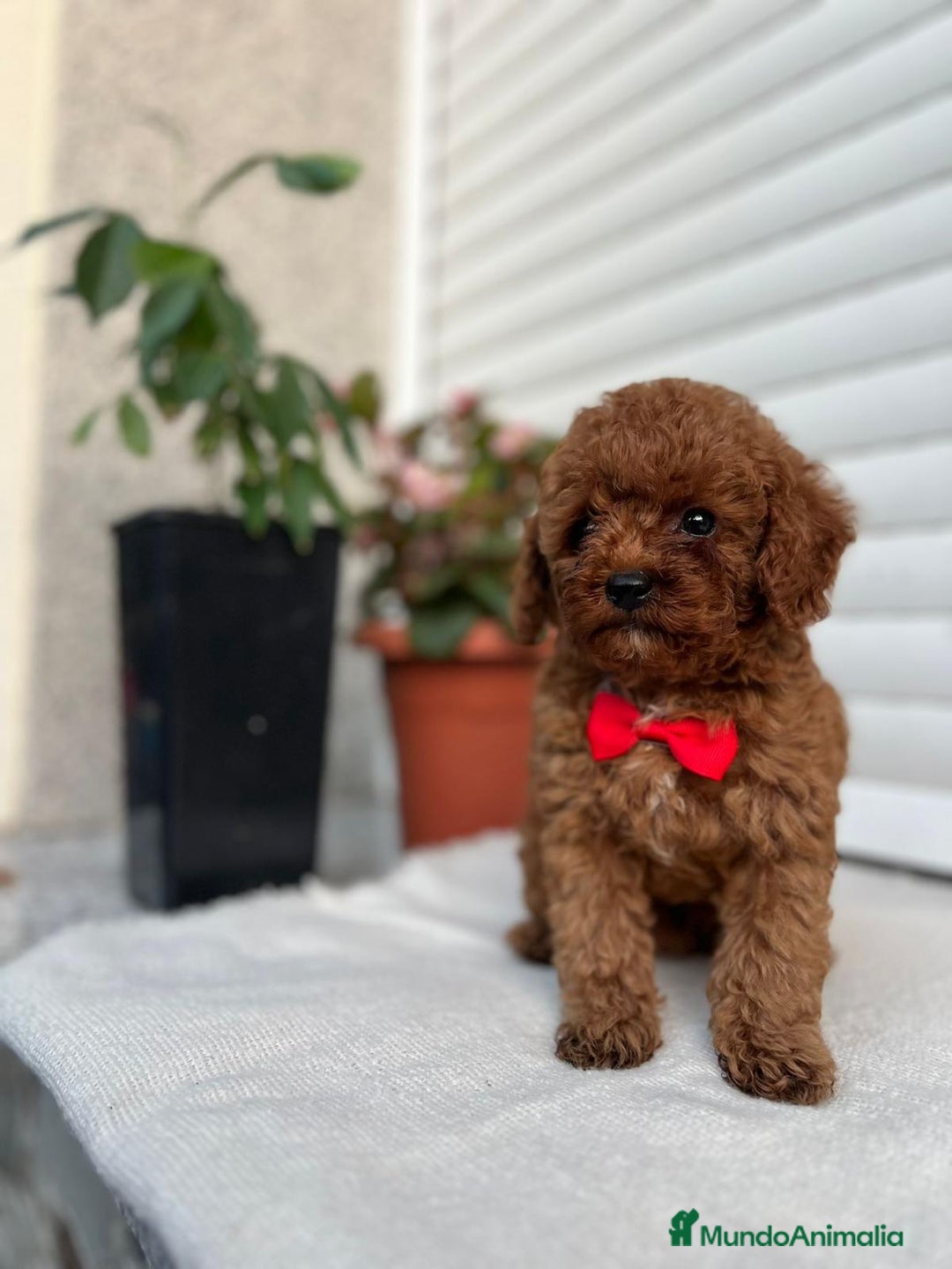 Caniche Toy perros en venta: Caniche toy linea asiática!!! - Imagen 2