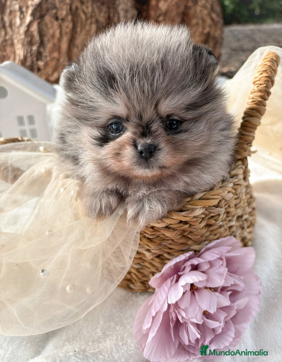 Pomerania perros en venta: Pomerania Color Merle - Anuncio 1