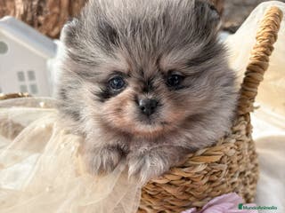 Pomerania perros Pomerania Color Merle - Anuncio 1