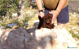 Caniche Toy perros en venta: Caniches minitoy - Imagen 5