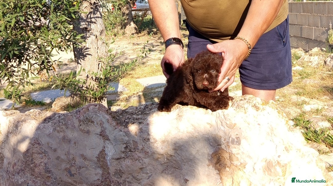 Caniche Toy perros en venta: Caniches minitoy - Imagen 5