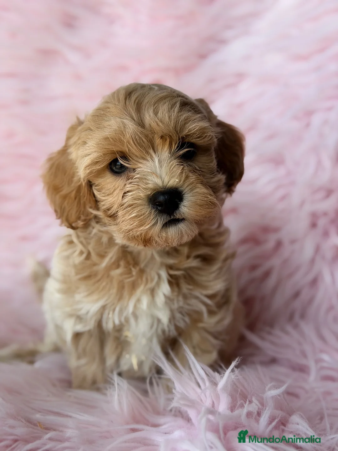 Maltipoo perros en venta: Maltipoo Toy  - Anuncio 2