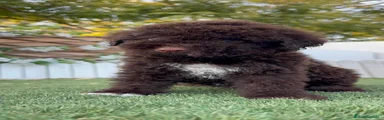 Perro de Agua Español 1