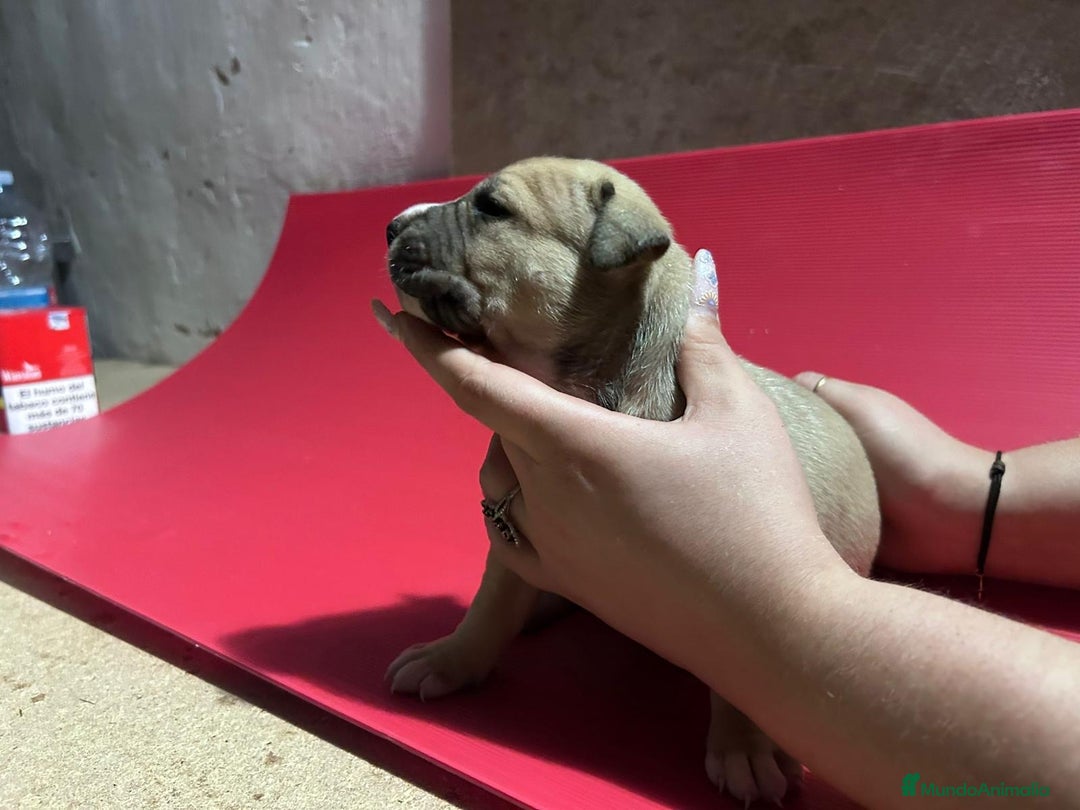 American Pit Bull Terrier perros en venta: camada American Pitbull Terrier  - Imagen 7