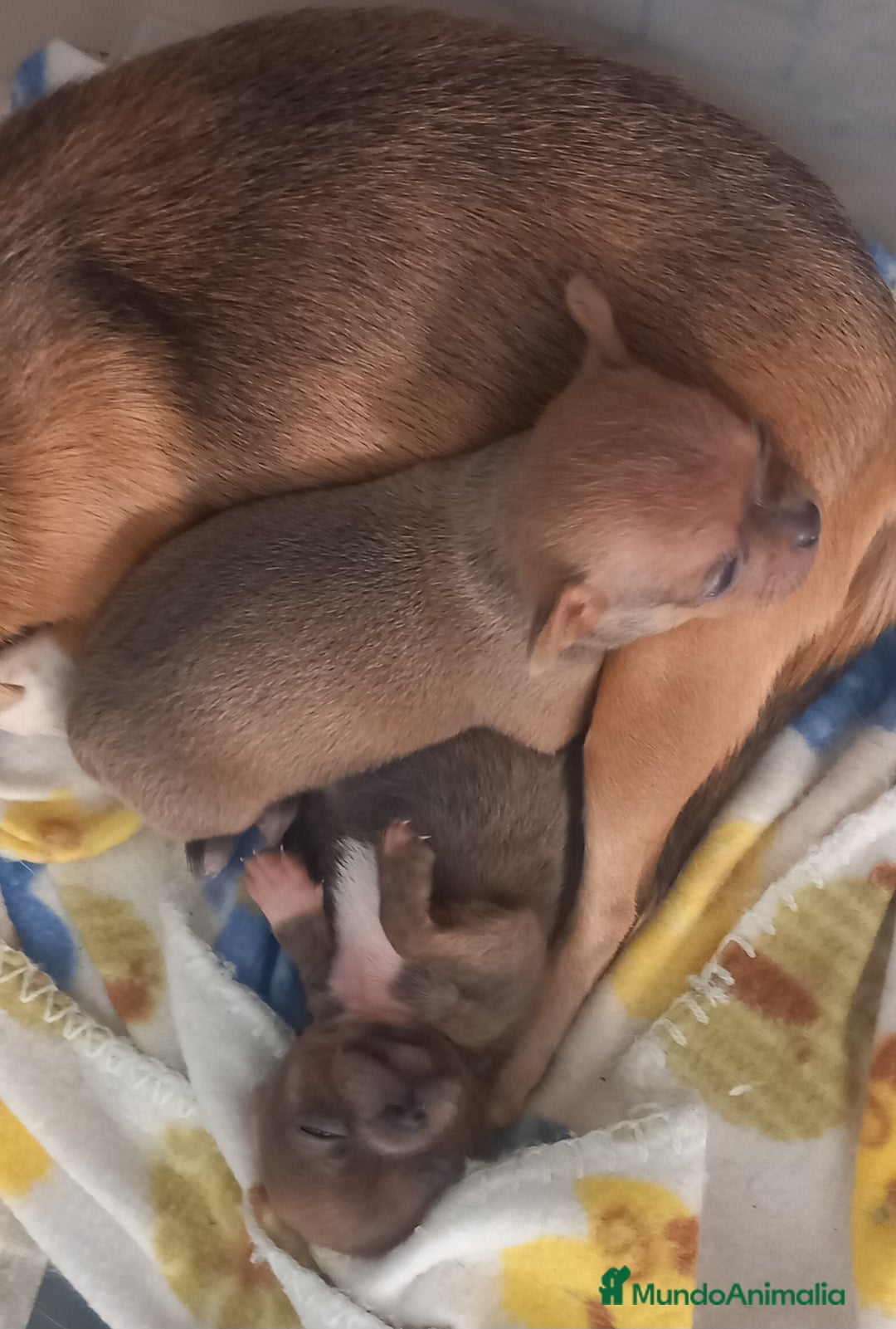 Chihuahua perros en venta: Chihuahua macho - Anuncio 2