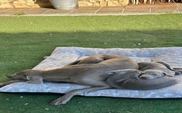 Weimaraner perros en venta: BRACO DE WEIMAR - Imagen 2