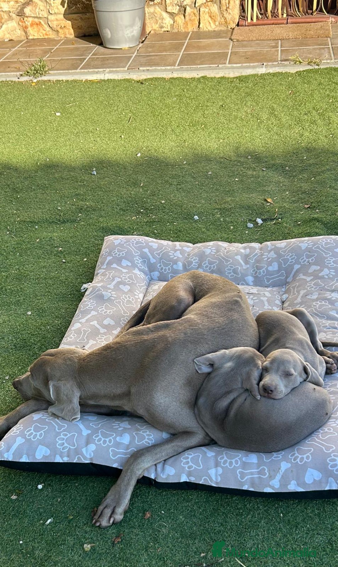 Weimaraner perros en venta: BRACO DE WEIMAR - Imagen 2