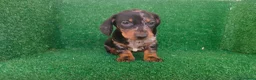 Teckel Miniatura perros en venta: Teckel miniatura  - Anuncio 21