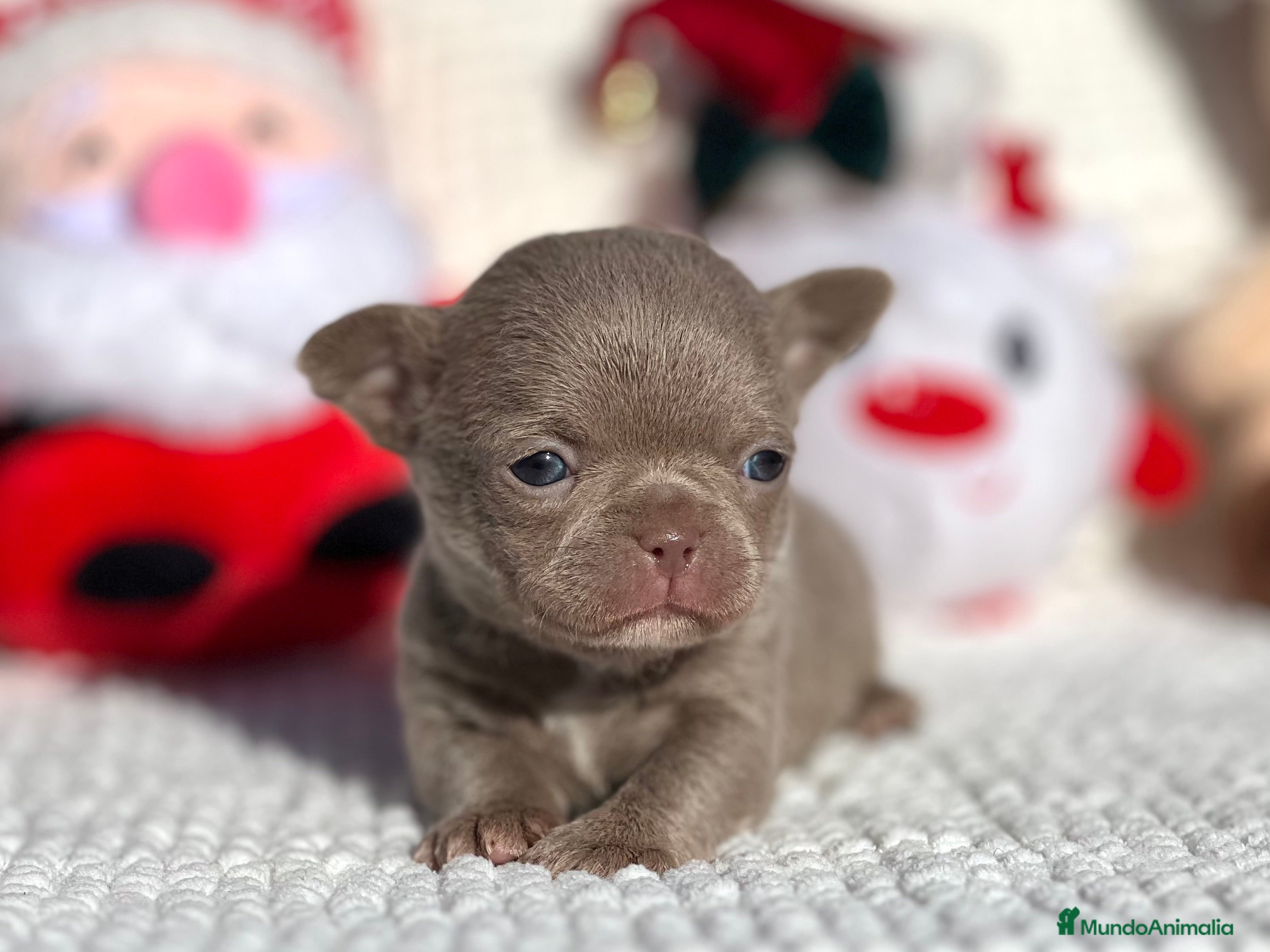 Chihuahua perros CHIHUAHUA LÍNEA RUSA CABEZA DE MANZANA  - Anuncio 1