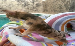 Chihuahua perros en venta: Chihuahua Machito merle toy - Imagen 2