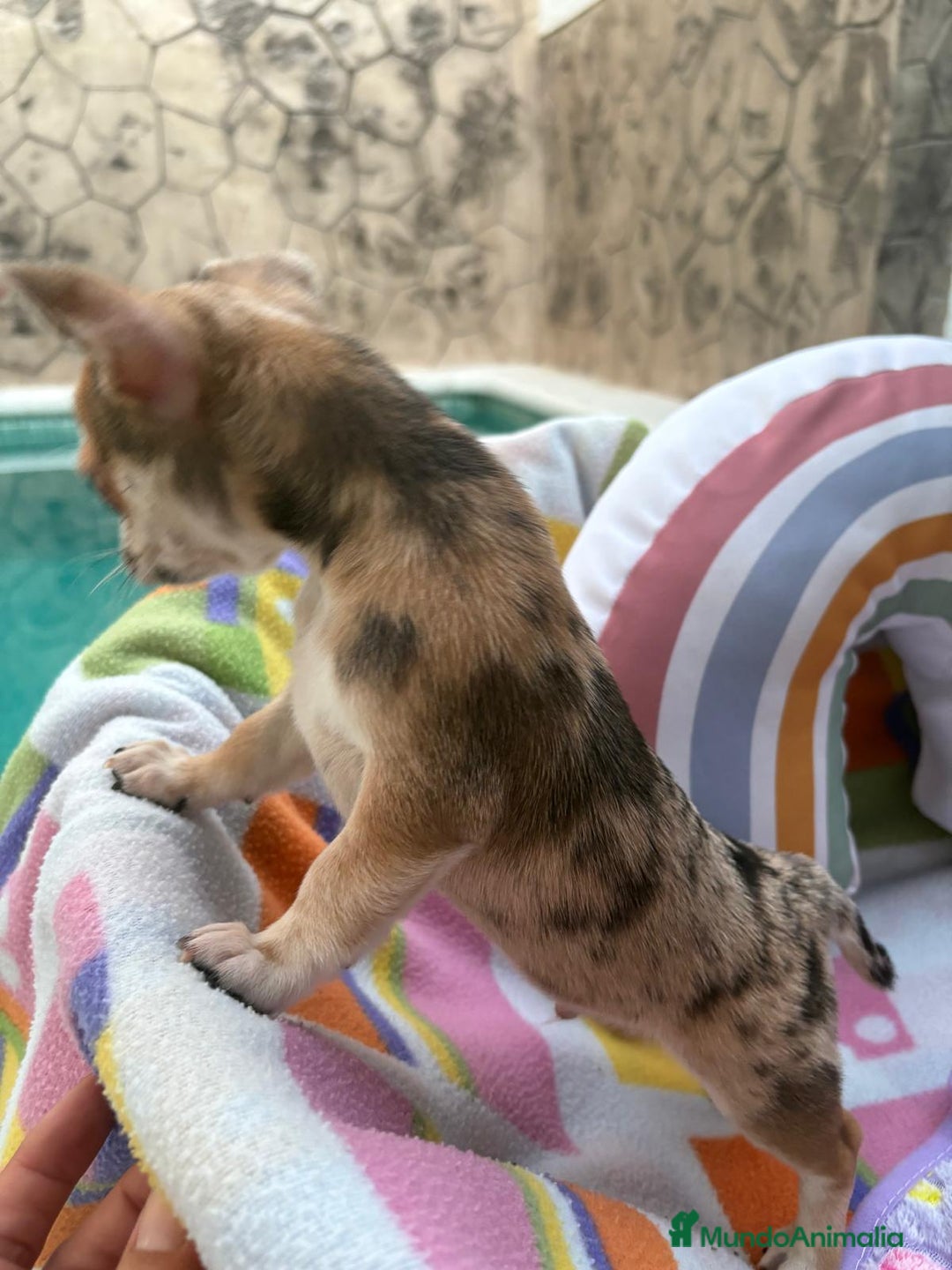 Chihuahua perros en venta: Chihuahua Machito merle toy - Imagen 2