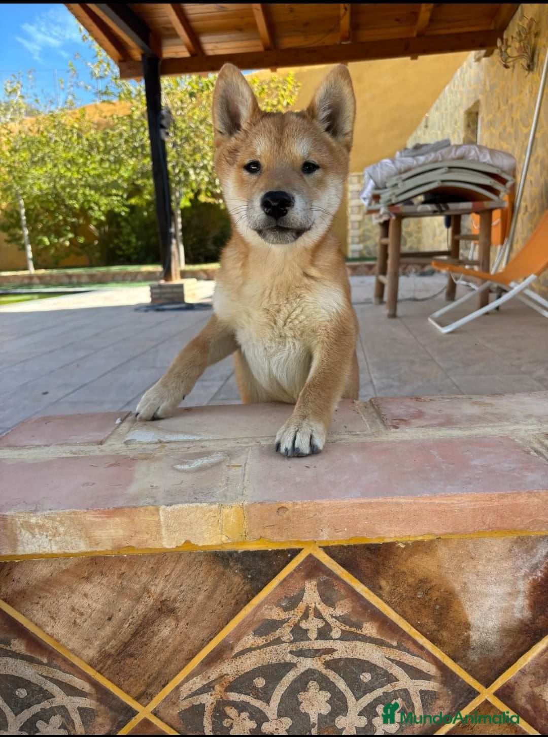 Shiba Inu perros en venta: SHIBA INU - Anuncio 4