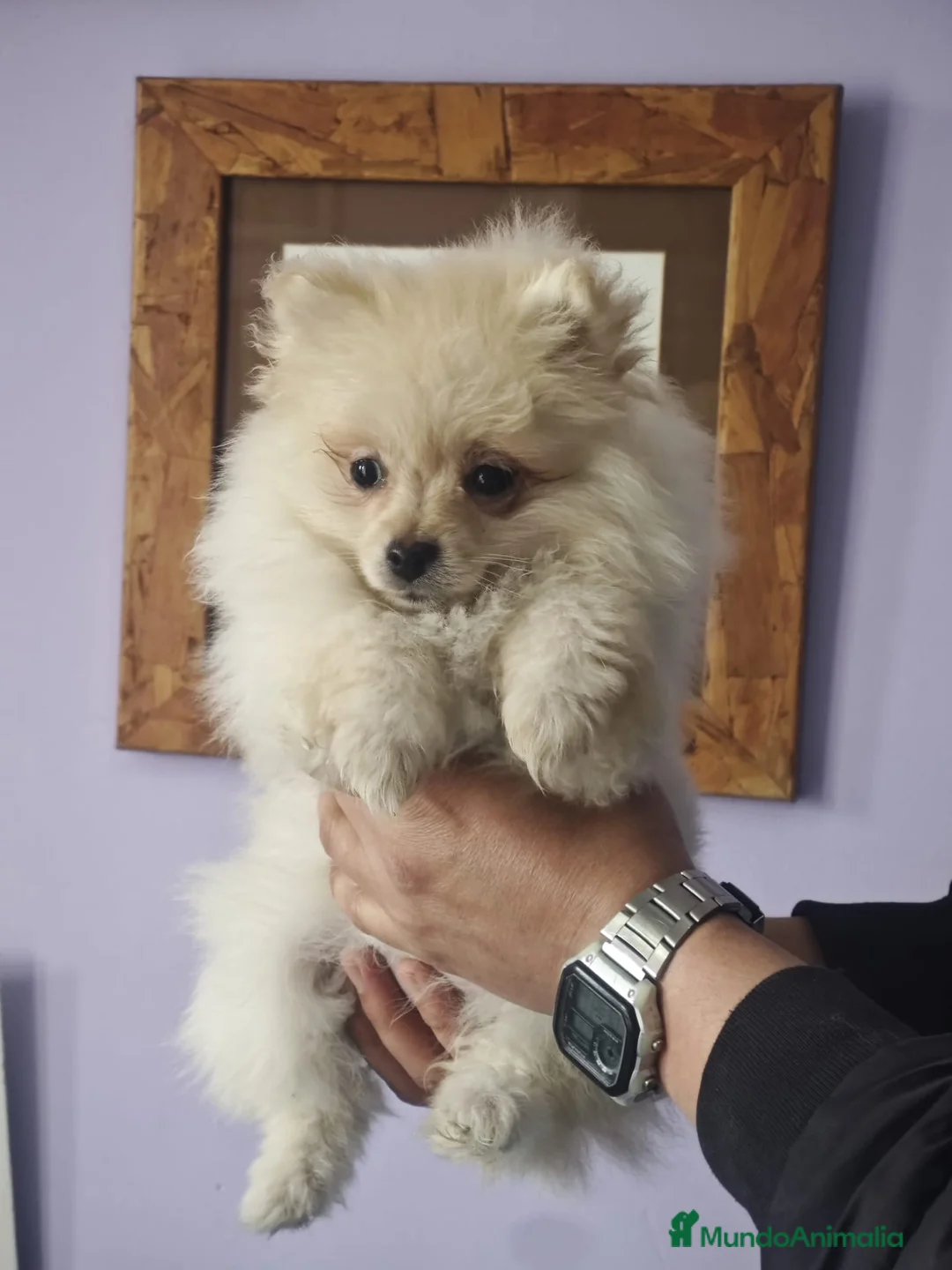 Pomerania perros en venta: POMERANIA LULU crema osito - Anuncio 4