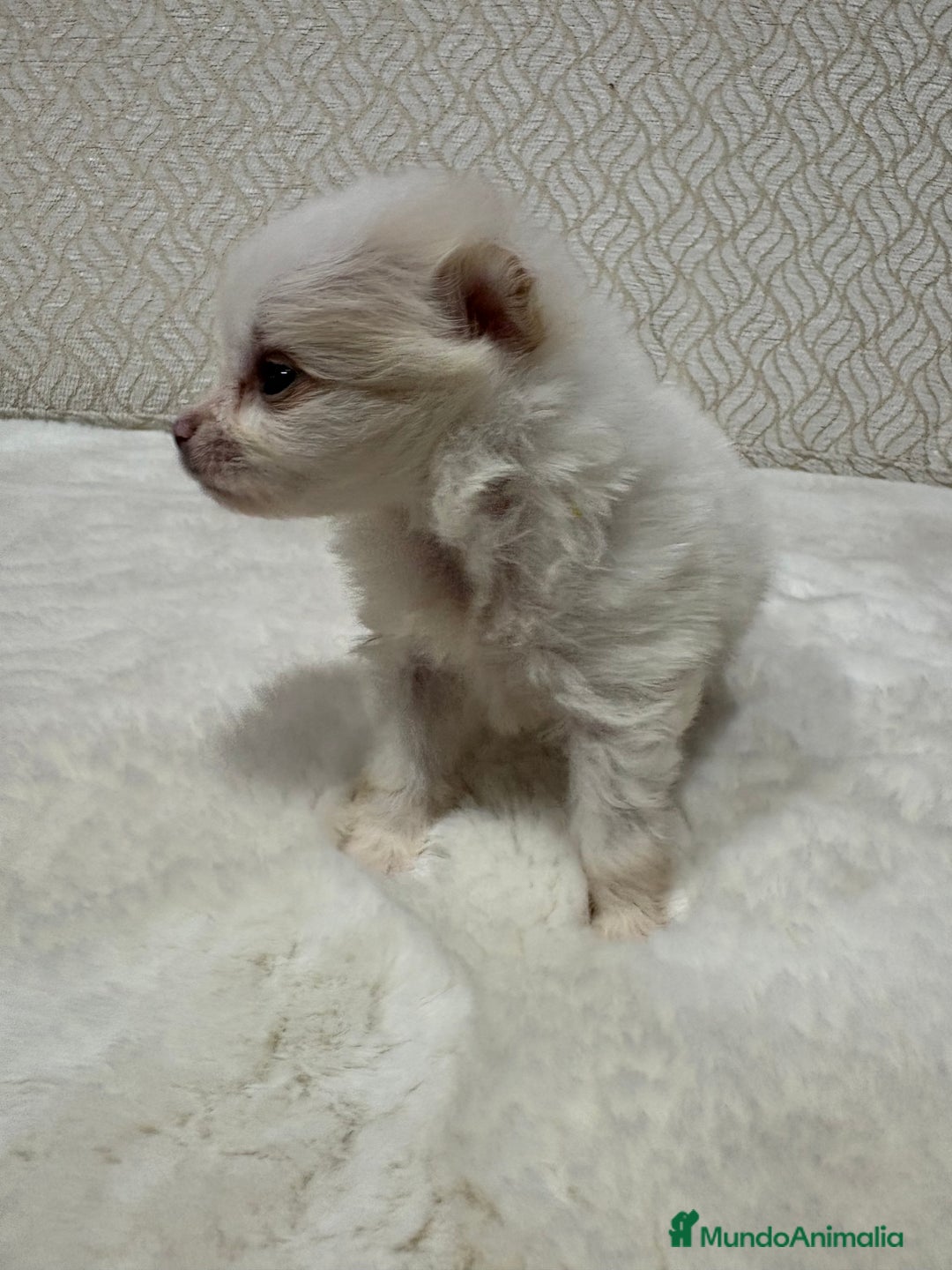 Pomerania perros en venta: Lulu Pomerania Toy hembra naranja blanca  - Anuncio 30