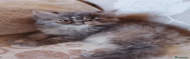 Persa 1