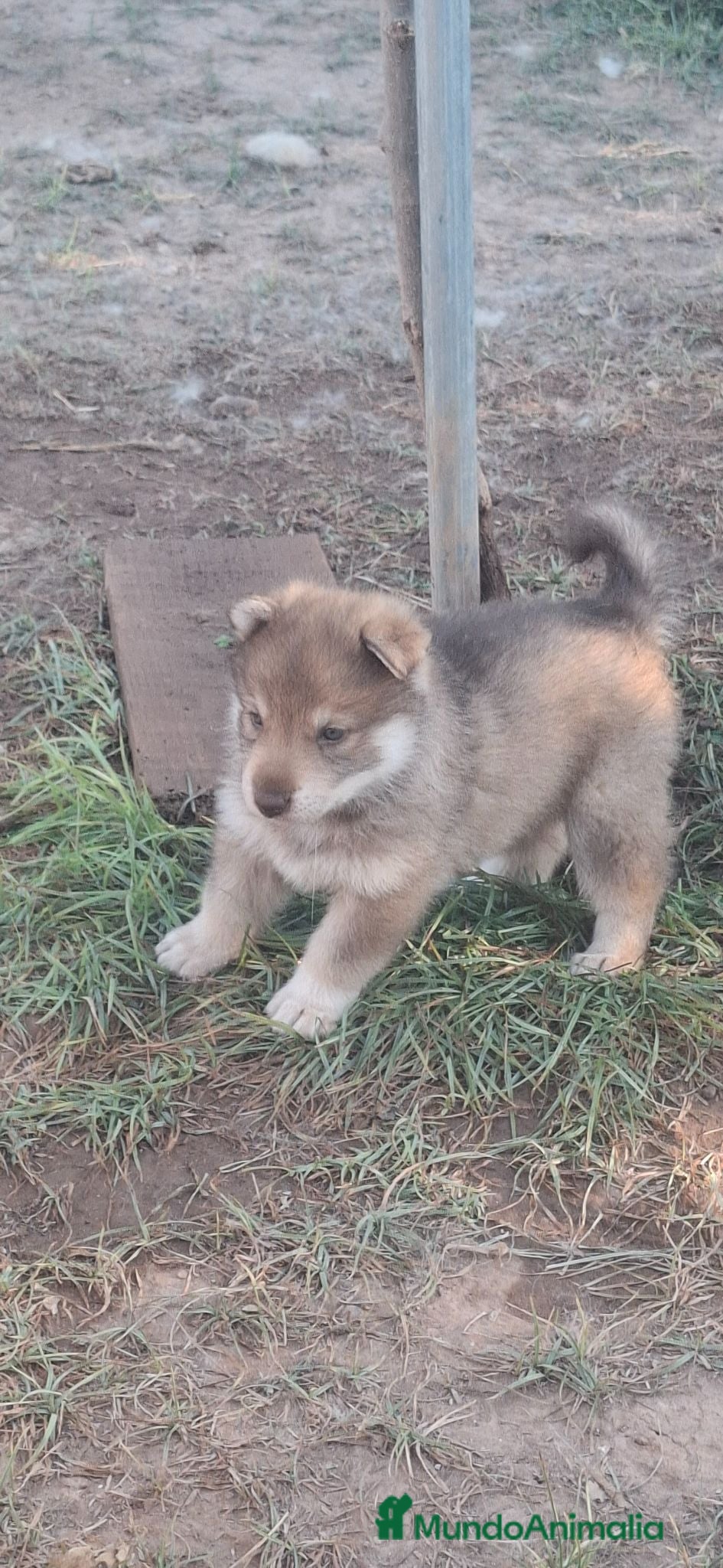Husky Siberiano perros Espectacular hembra husky siberiano - Anuncio 2