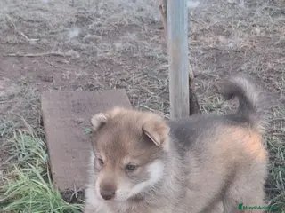 Husky Siberiano perros Espectacular hembra husky siberiano - Anuncio 2