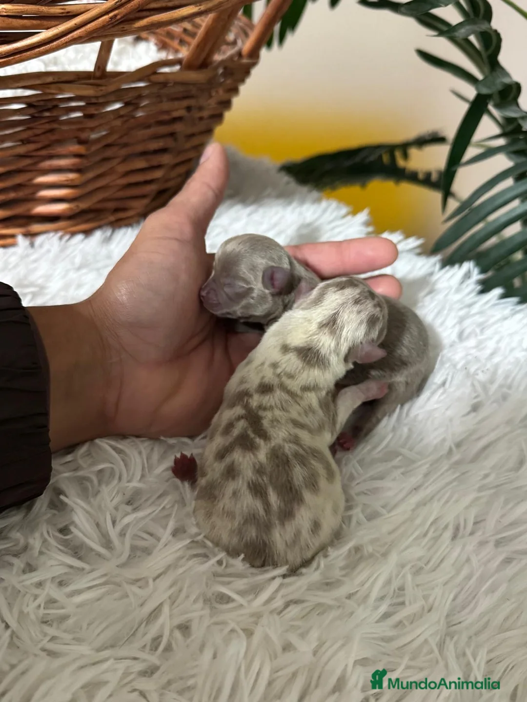 Chihuahua perros en venta: CHIHAUHUA MACHO- COLORES EXOTICOS - Anuncio 3