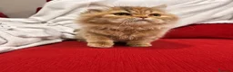 Británico de Pelo Largo gatos en venta: Hembra British Longhair  - Anuncio 2